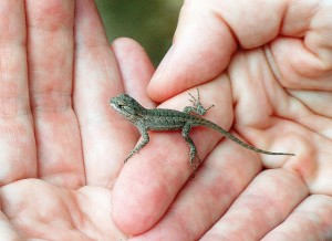Baby Western Fence Lizard