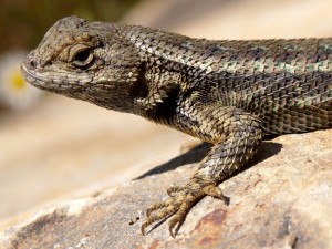 Pictures of Western Fence Lizard