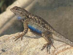 Western Fence Lizard