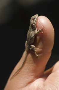 Western Fence Lizard Baby