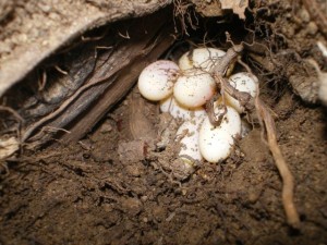 Western Fence Lizard Eggs
