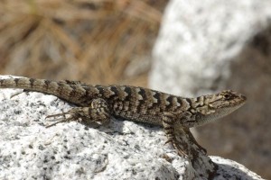 Western Fence Lizard Photos