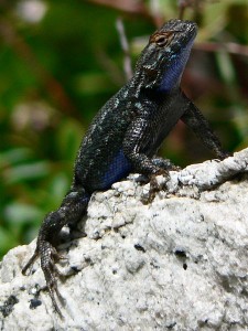 Western Fence Lizard Pictures