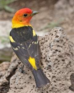 Western Tanager Bird
