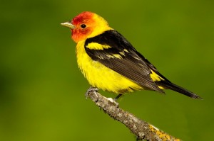 Western Tanager Images