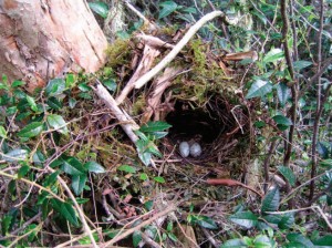 Western Tanager Nest