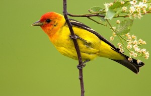 Western Tanager Pictures
