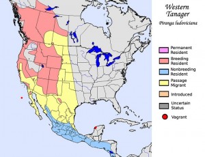 Western Tanager Range