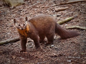 American Marten