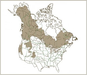 American Marten Habitat