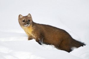 American Marten Images