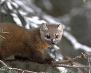 American Marten Photos