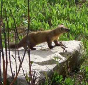 American Marten Pictures