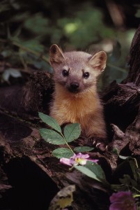 Baby American Marten