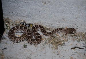 Baby Western Diamondback Rattlesnake