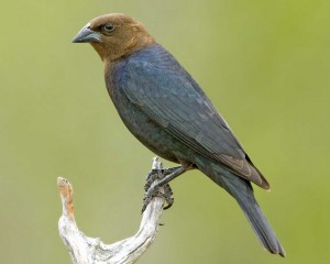 Brown Headed Cowbird