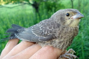 Brown Headed Cowbird Baby
