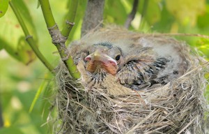 Brown Headed Cowbird Chick