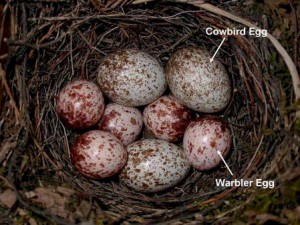 Brown Headed Cowbird Eggs