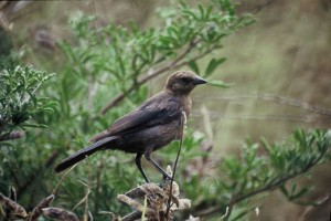 Brown Headed Cowbird Female