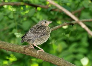 Brown Headed Cowbird Fledgling