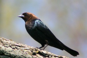 Brown Headed Cowbird Images