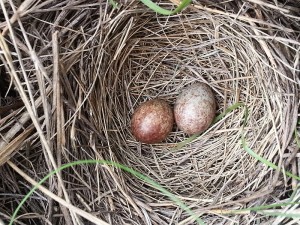 Brown Headed Cowbird Nest
