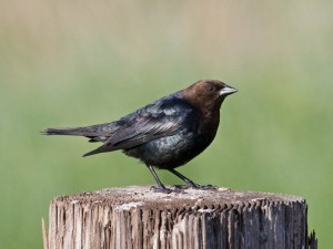 Brown Headed Cowbird Photos