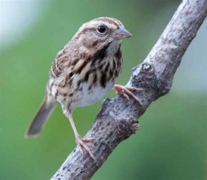 Female White Throated Sparrow