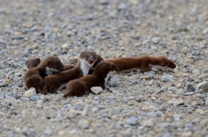 Least Weasel Babies