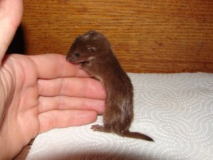 Least Weasel Baby
