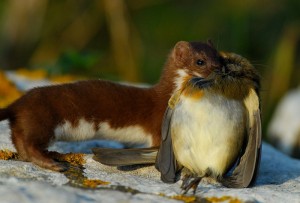Least Weasel Hunting