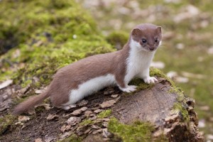 Least Weasel Images
