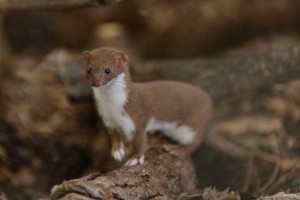 Least Weasel Photos