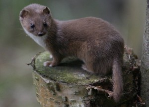 Least Weasel Pictures