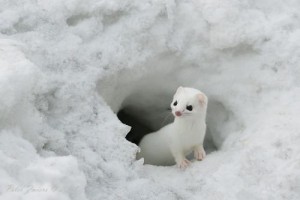 Least Weasel White