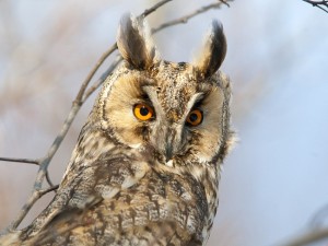 Long Eared Owl