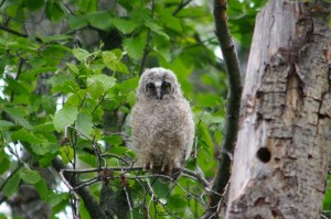Long Eared Owl Baby