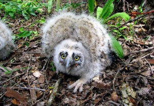 Long Eared Owl Chicks