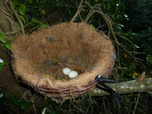 Long Eared Owl Eggs
