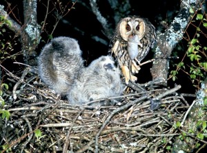 Long Eared Owl Nest