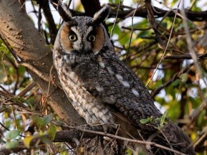 Long Eared Owl Pictures