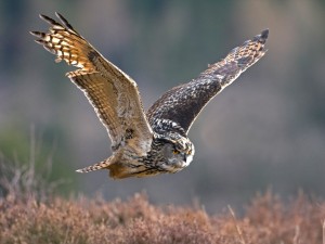 Long Eared Owl in Flight