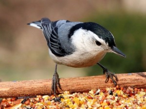 Male White Breasted Nuthatch