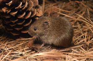 Meadow Vole