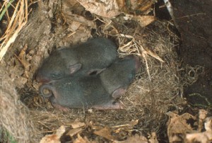 Meadow Vole Babies