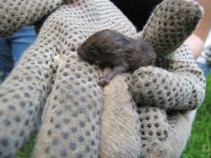 Meadow Vole Baby