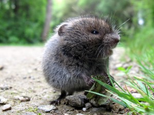 Meadow Vole Images