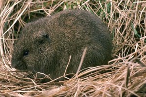 Meadow Vole Pictures