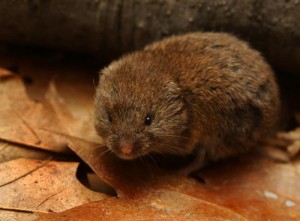 Meadow Voles
